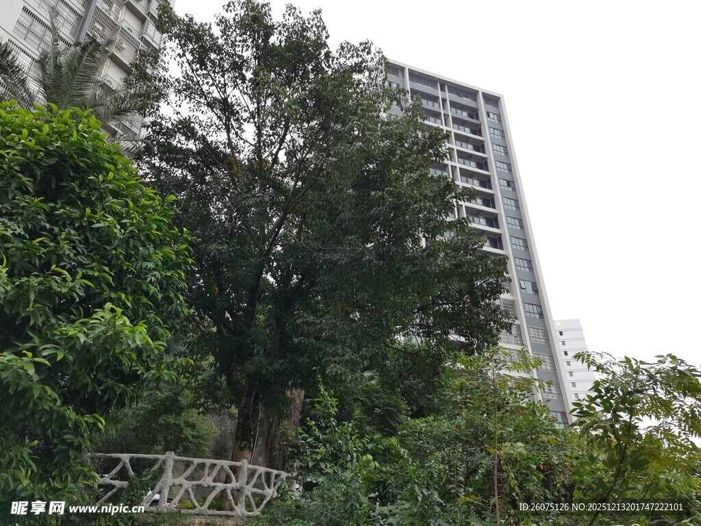 高楼旁的繁茂绿植景观