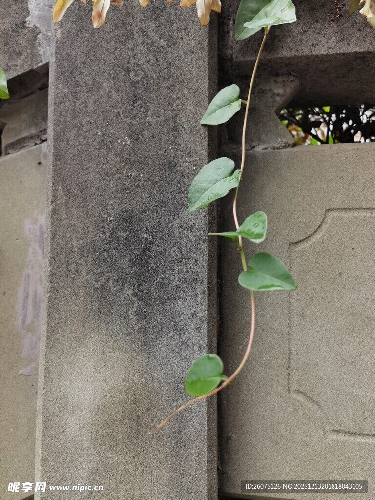 墙边生长的翠绿藤蔓植物