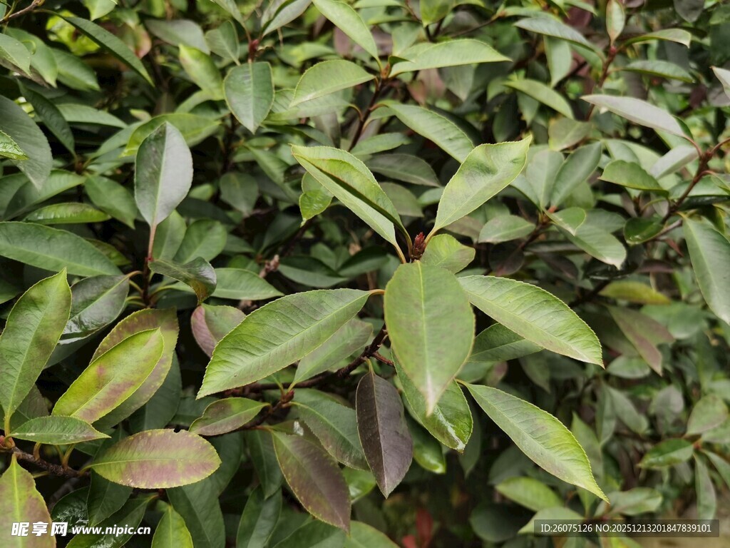 茂密绿叶植物特写