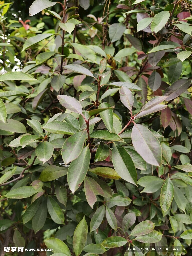 绿叶繁茂的植物景观