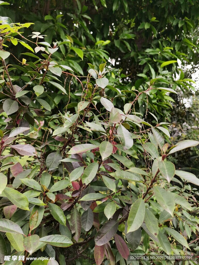 绿叶红边的繁茂植物