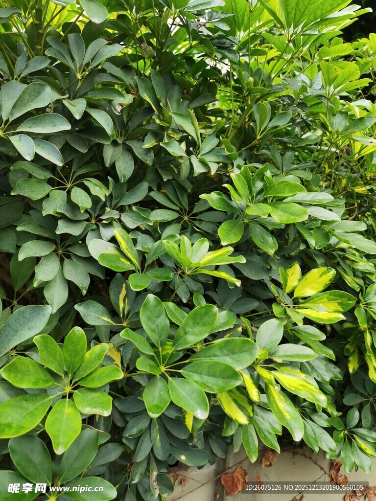 绿叶繁茂的植物景观