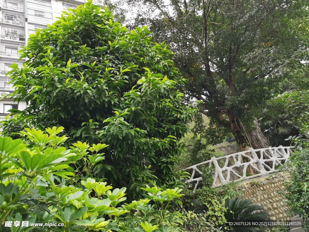 繁茂绿植环绕的石砌小径