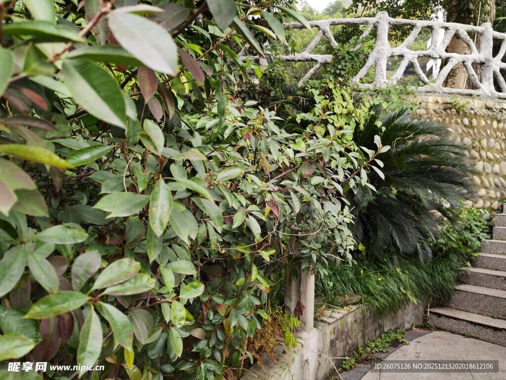 绿植环绕的户外石阶小径