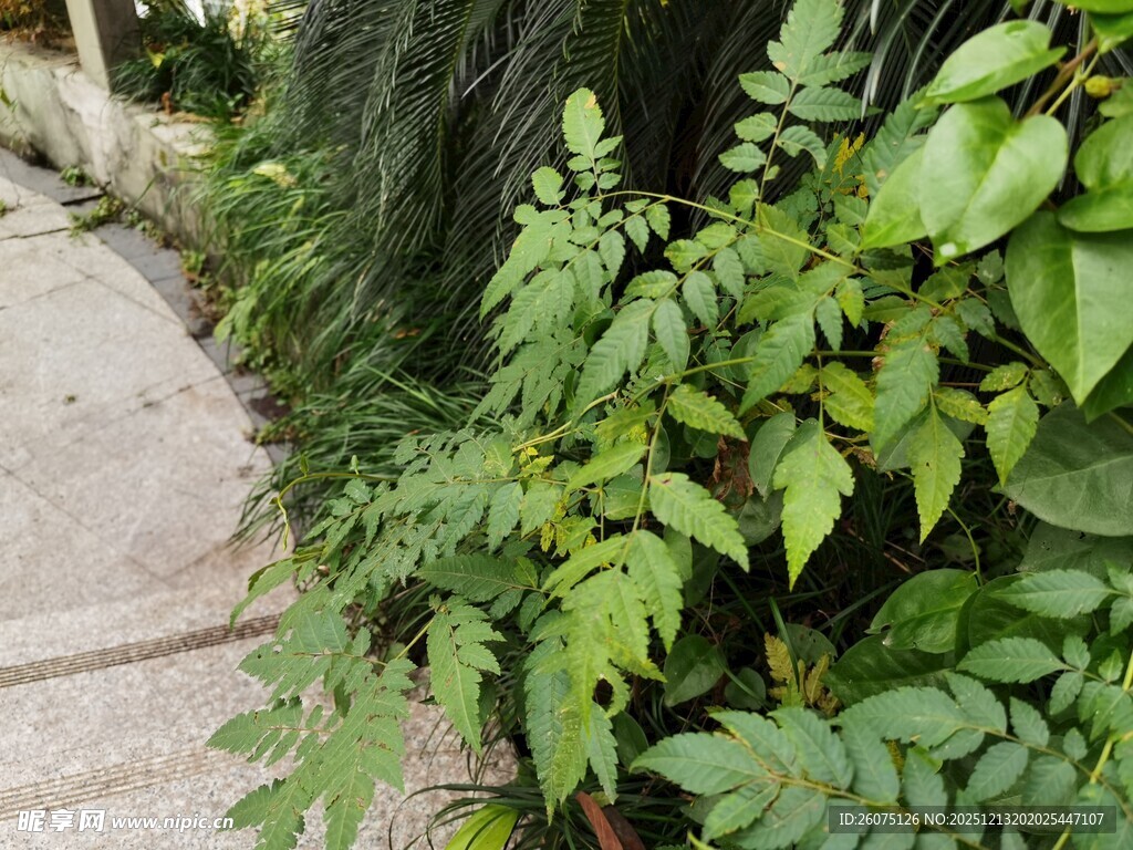 小径旁的翠绿植物