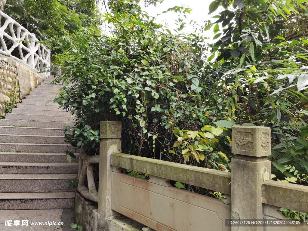 林间石阶小径绿意盎然