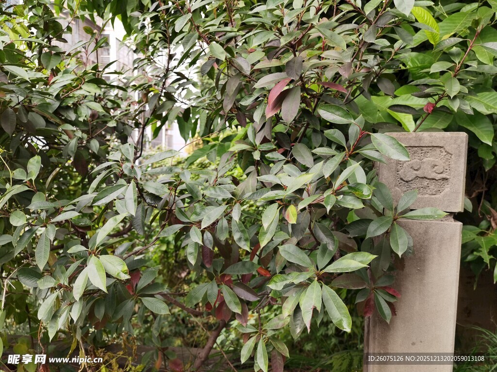 绿叶繁茂的植物景观