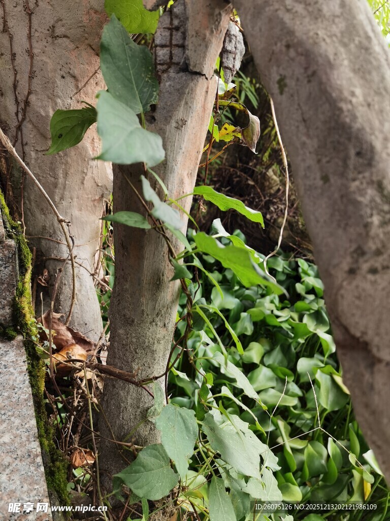 树干旁生长的翠绿植物