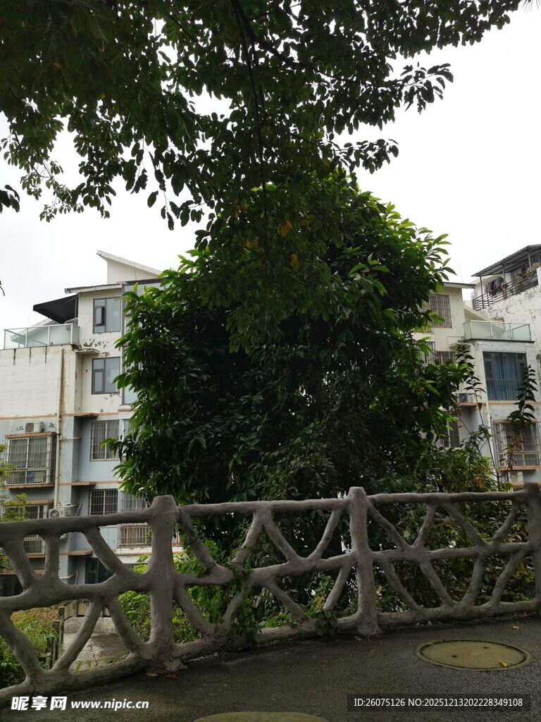 庭院绿植与木质围栏景致