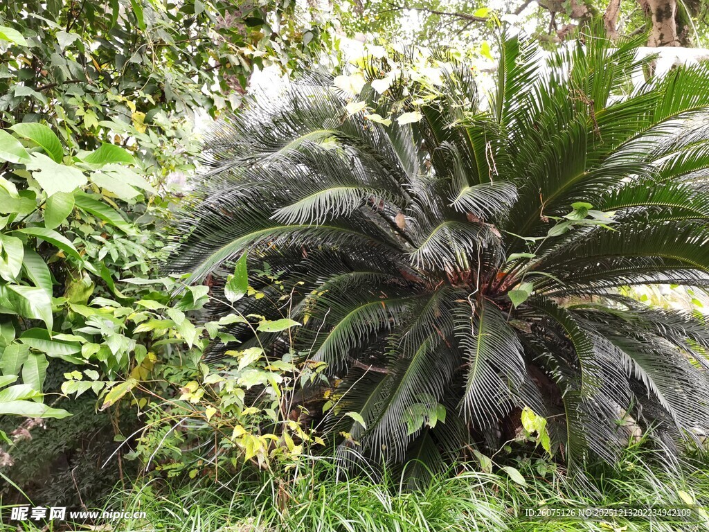 户外茂盛的苏铁植物景观