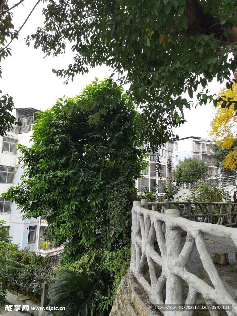 藤蔓缠绕的白色栏杆景致