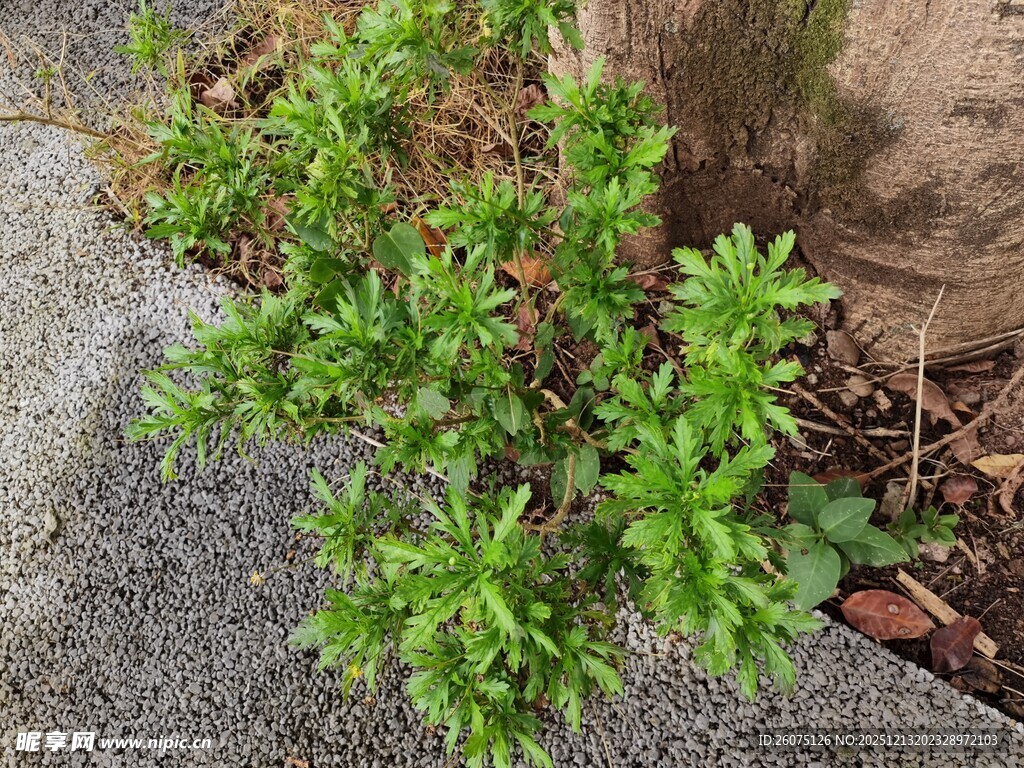 石缝间的翠绿小植物