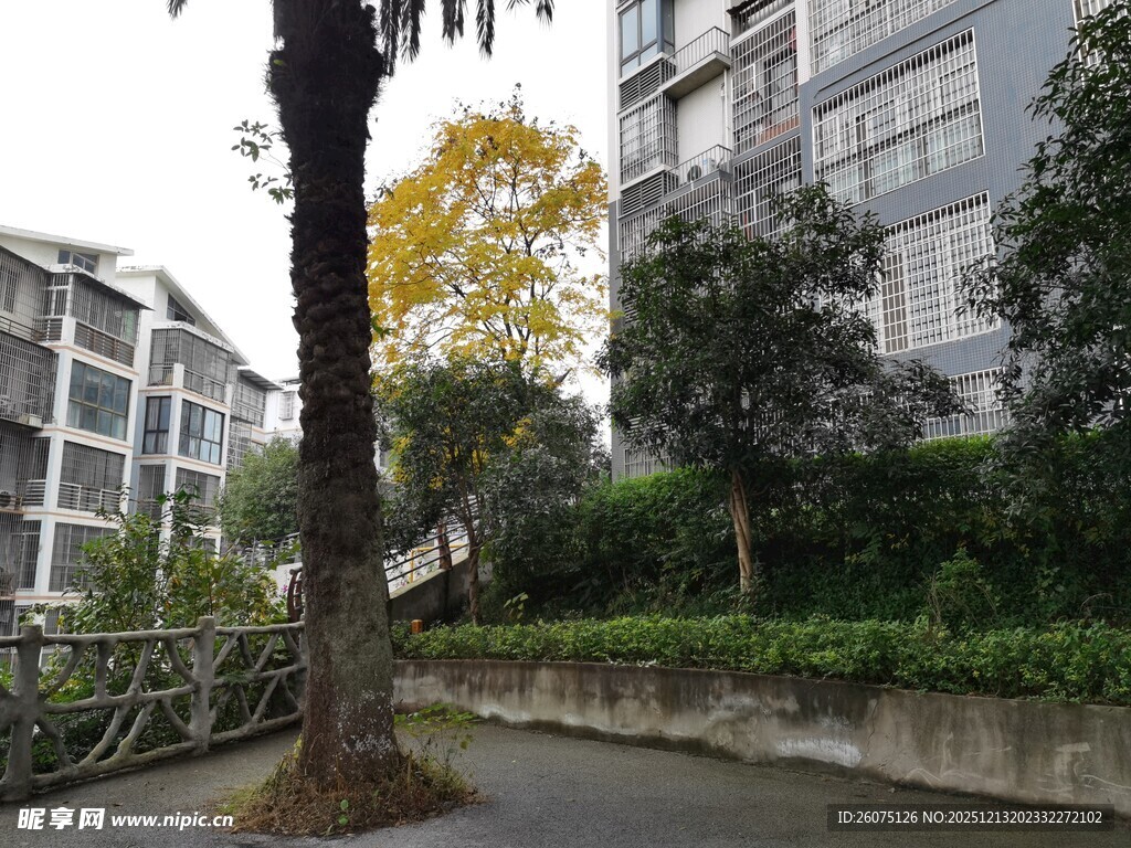 小区内的林荫小道景观