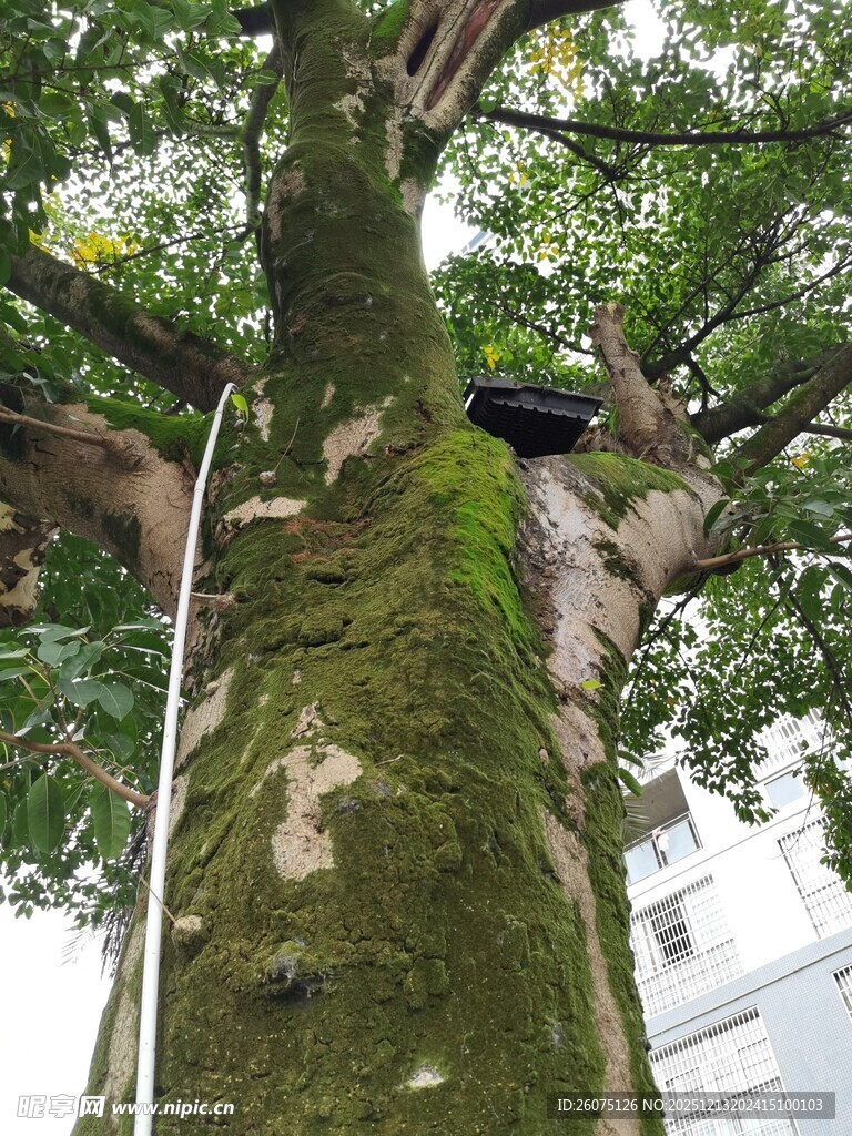 树干上的青苔与攀爬者