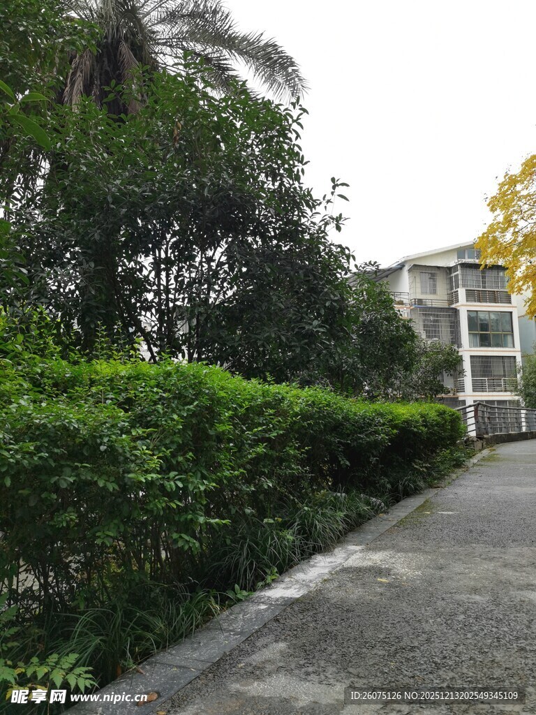 庭院绿植环绕的幽静小道