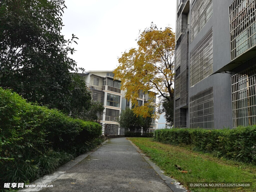 小区幽静小道与绿植景观