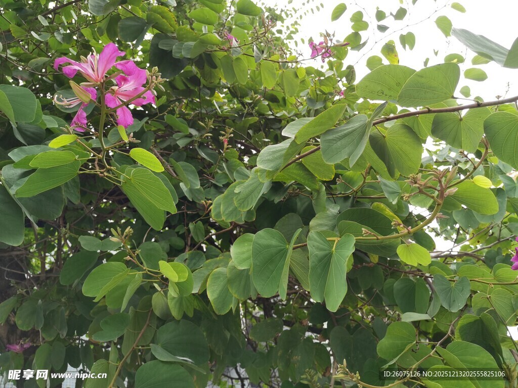 绿叶丛中绽放的娇艳花朵