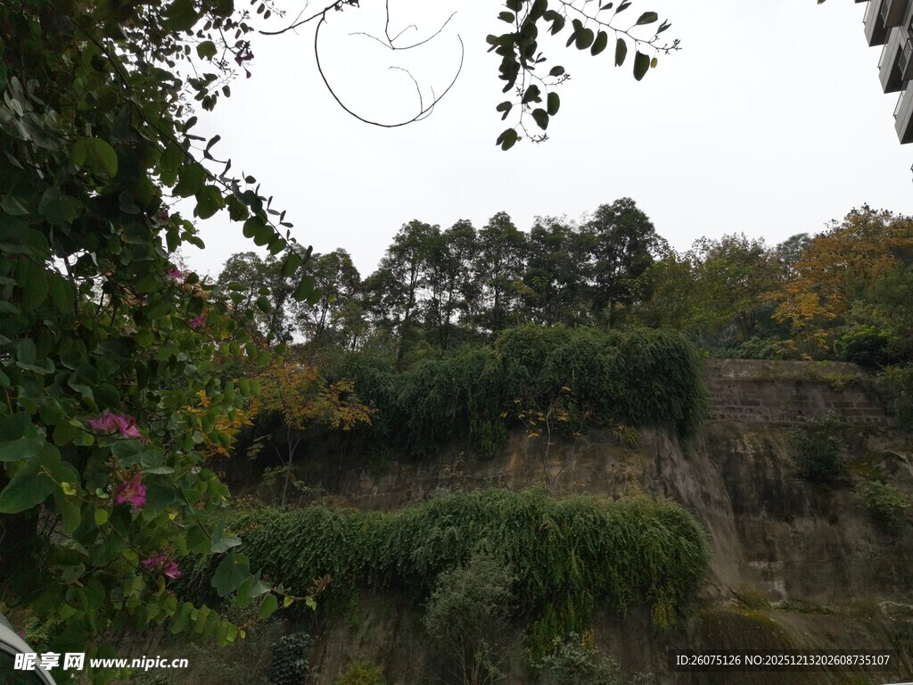 自然绿植环绕的户外景致