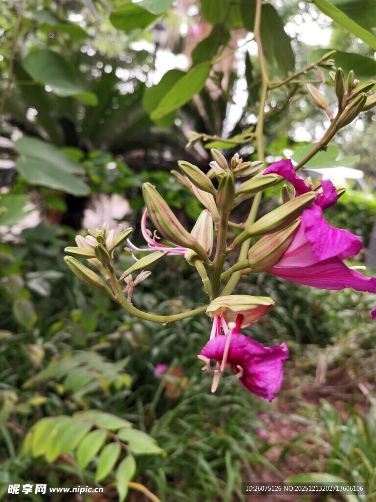 娇艳绽放的紫色花卉
