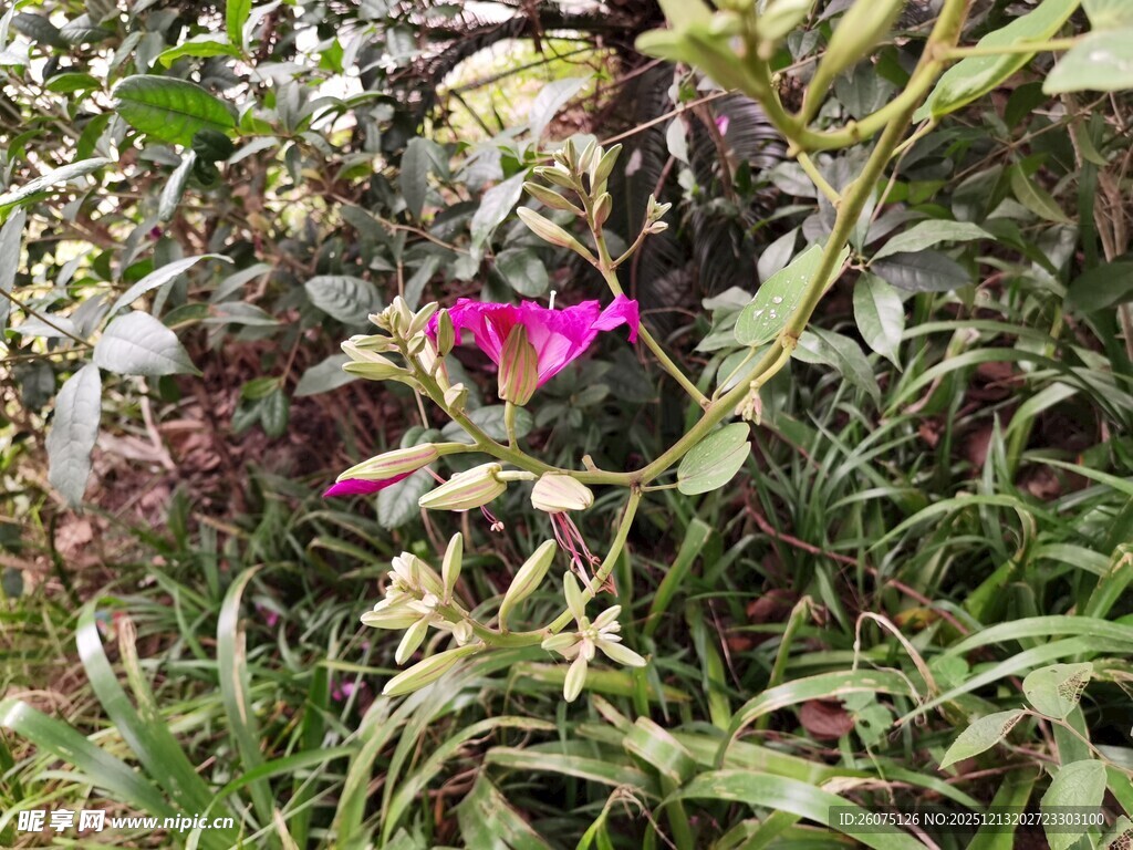 绿叶丛中的艳丽紫花