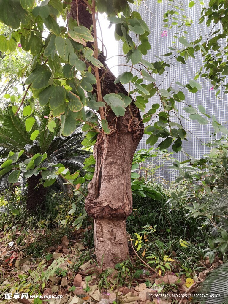 树干旁繁茂绿植景象