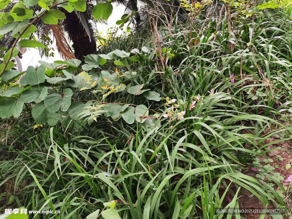 繁茂绿植景观