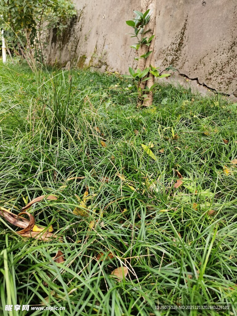 草地中的小植物