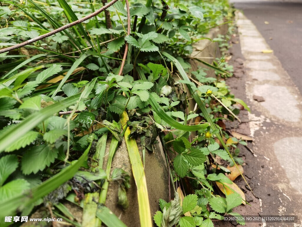 路边繁茂绿植景观