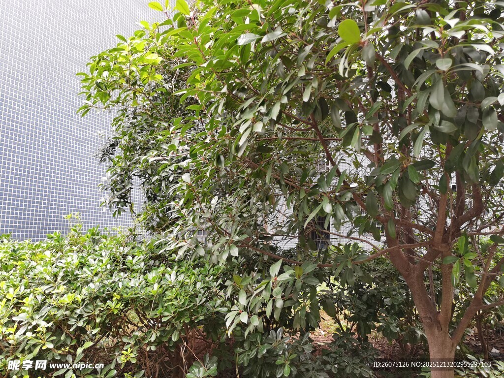 绿叶繁茂的树木景观