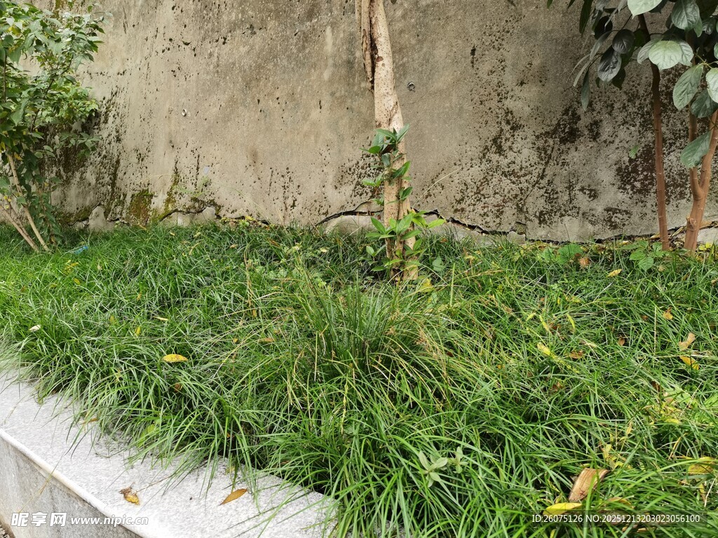 墙边翠绿草丛景观