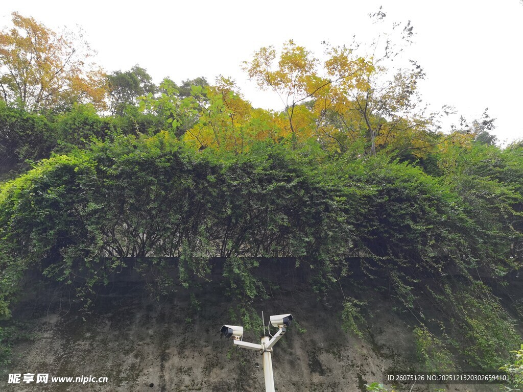 崖壁绿植与白色物件景观