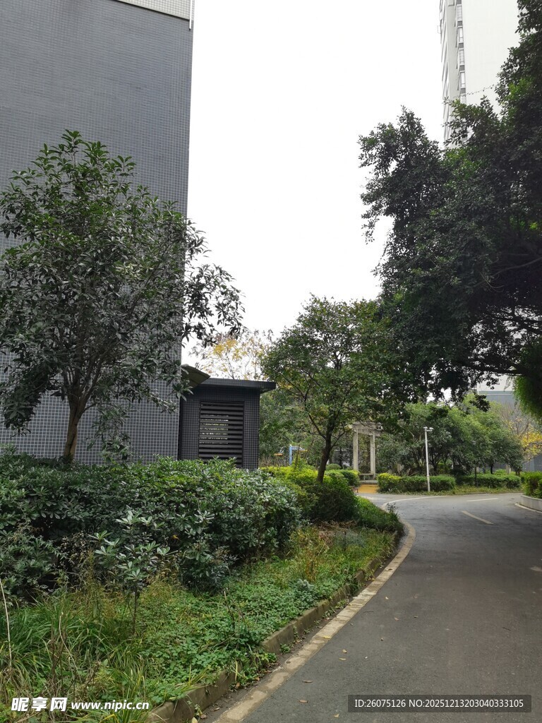 城市中静谧的绿化道路