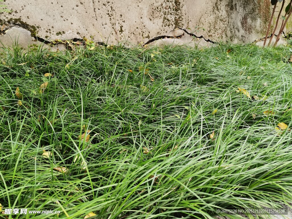 墙边嫩绿草丛与小花