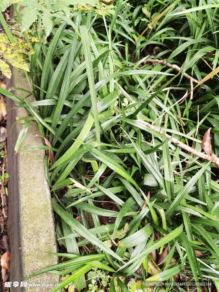 草丛中的金属物件