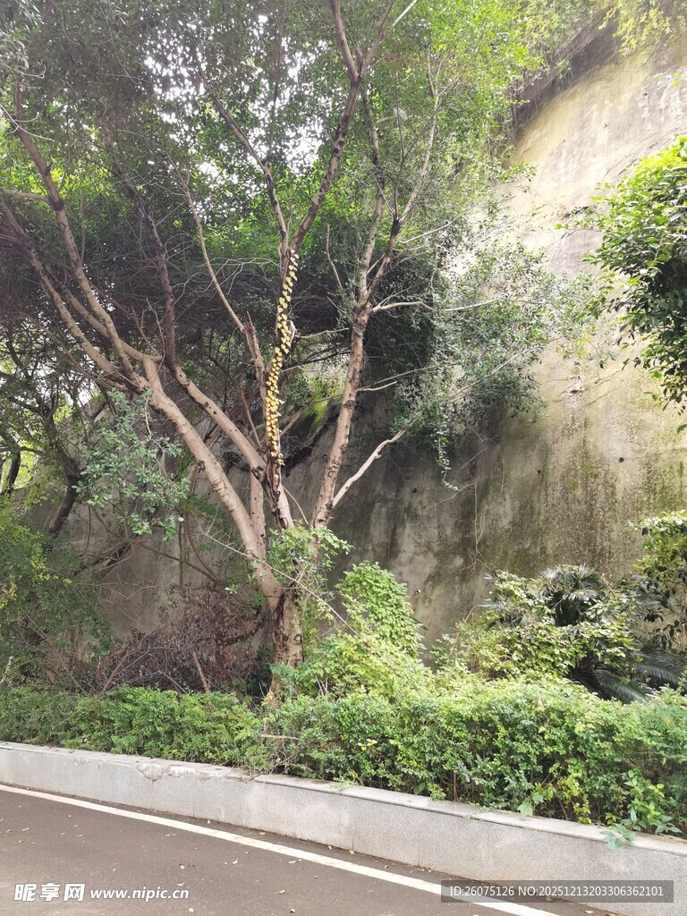 路边繁茂绿植景观