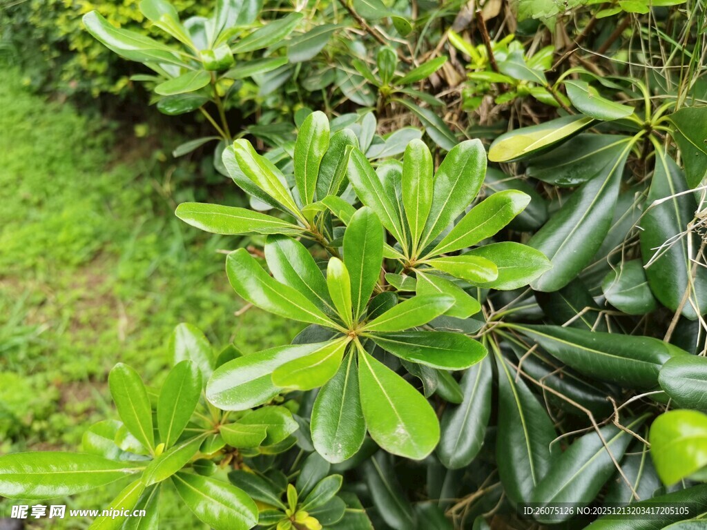 绿叶繁茂的绿植景观