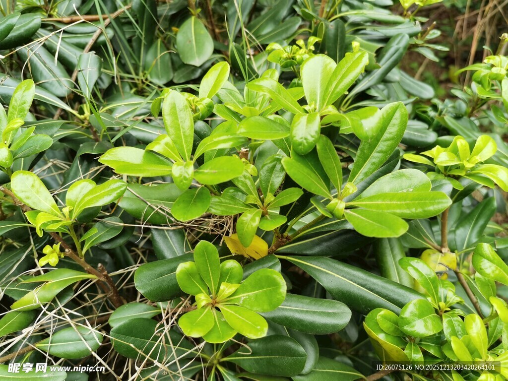 翠绿繁茂的绿植景观