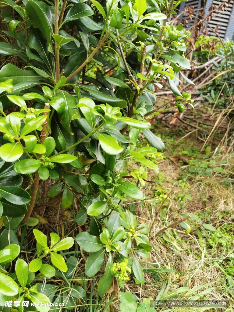 绿叶繁茂的植物景观