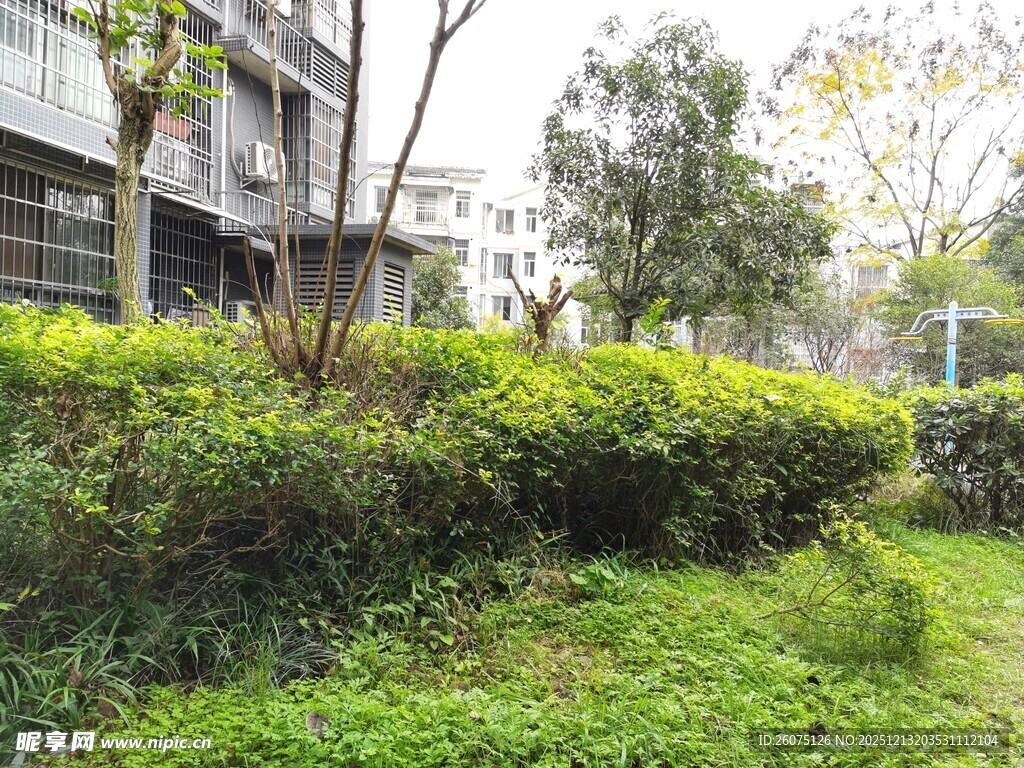 小区绿植景观一角
