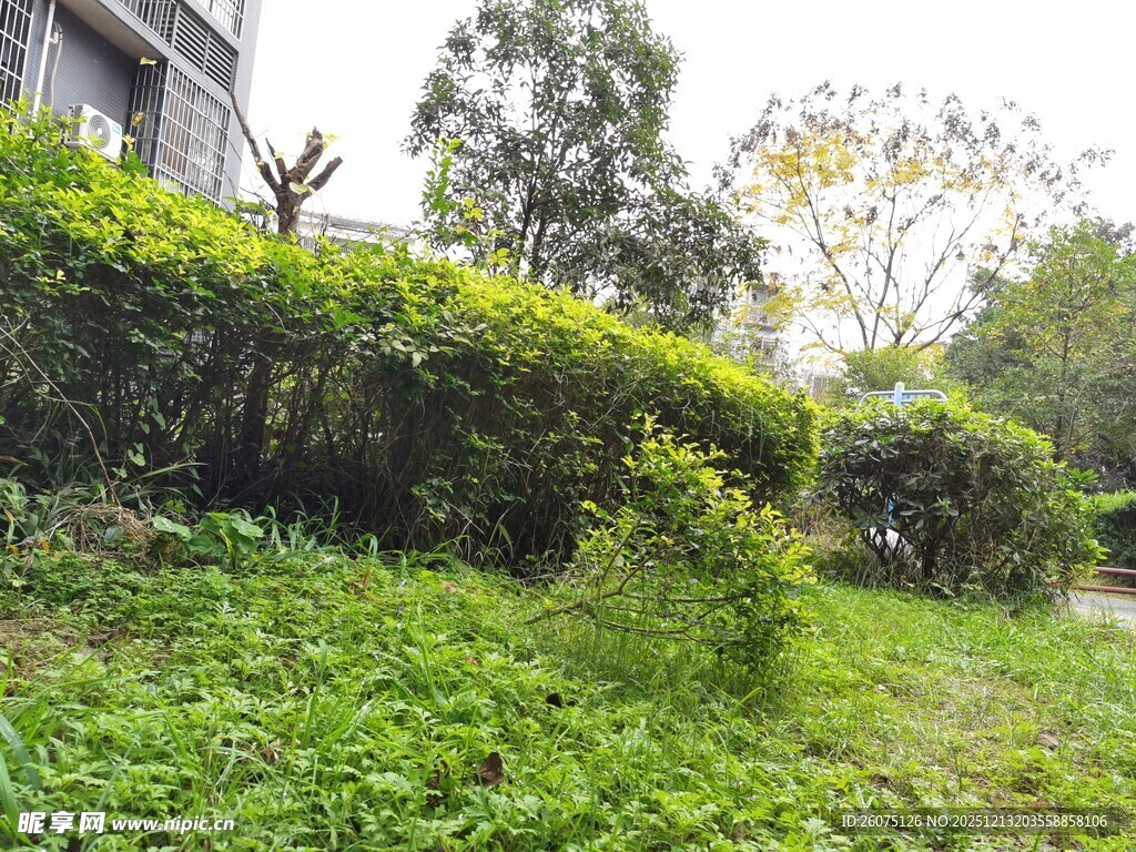 绿意盎然的户外植物景观