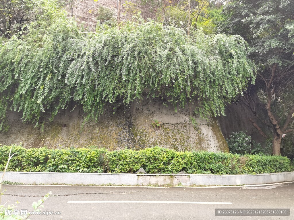 路边葱郁垂挂绿植景观