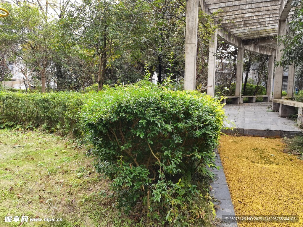 庭院绿植景观一角