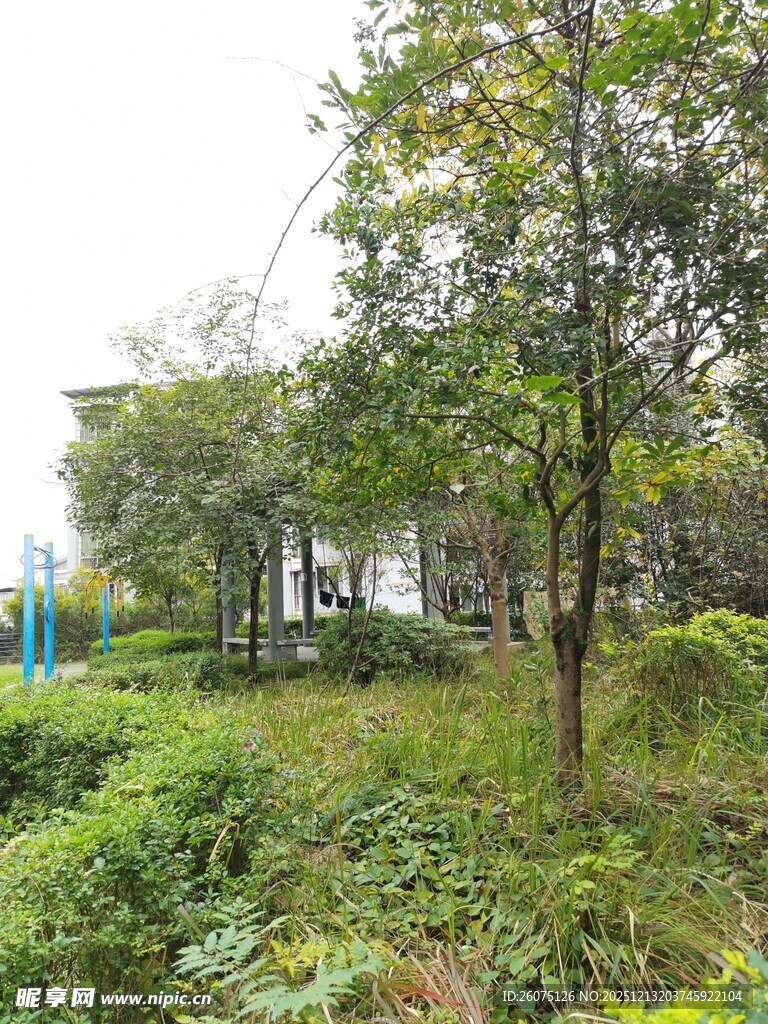 户外绿植环绕的自然景致