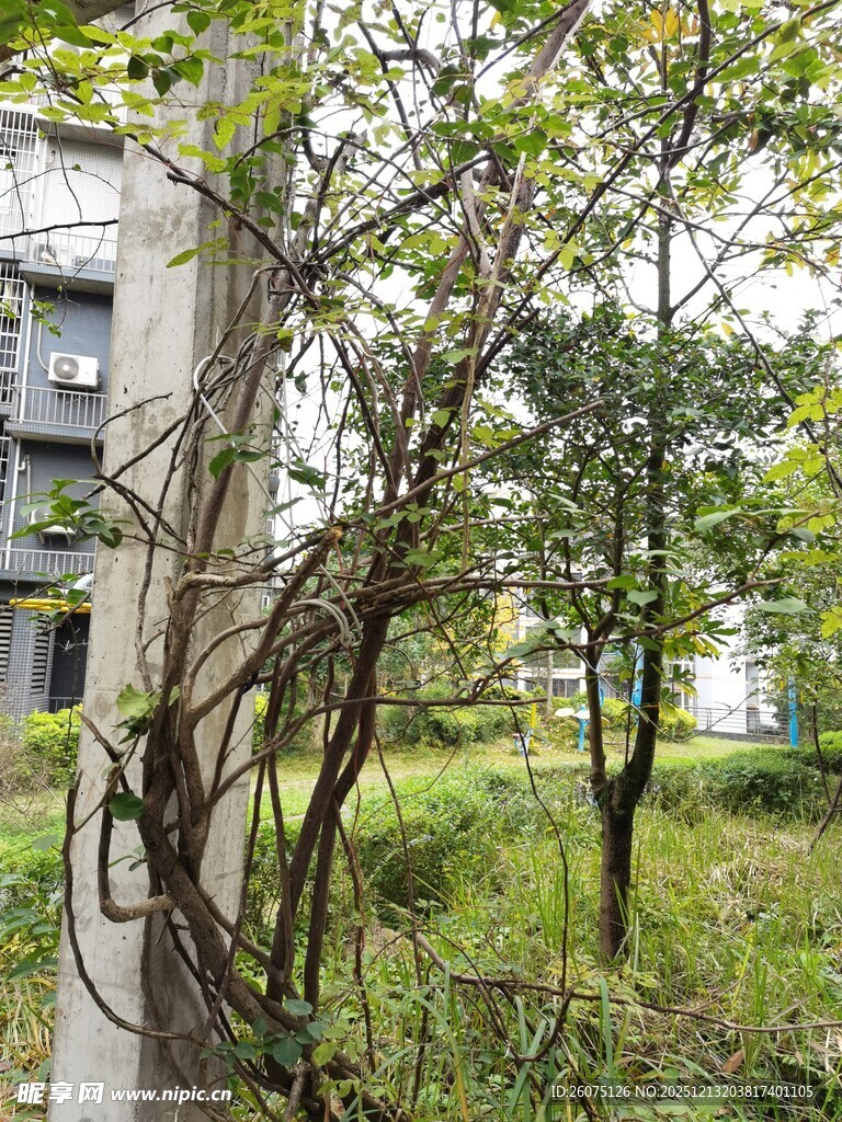 户外绿植环绕的建筑角落