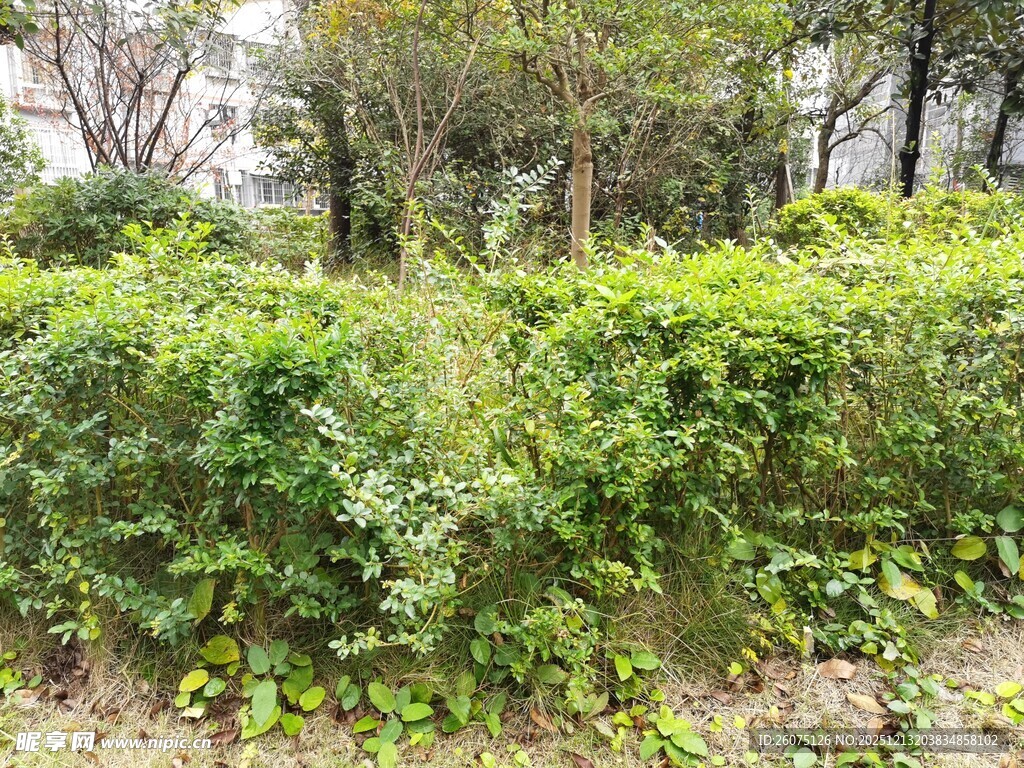 户外繁茂绿植景观