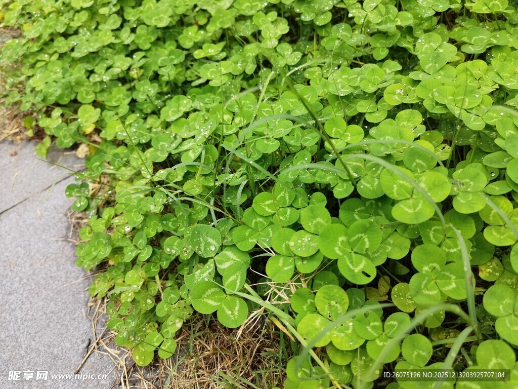 路边繁茂的绿色三叶草丛
