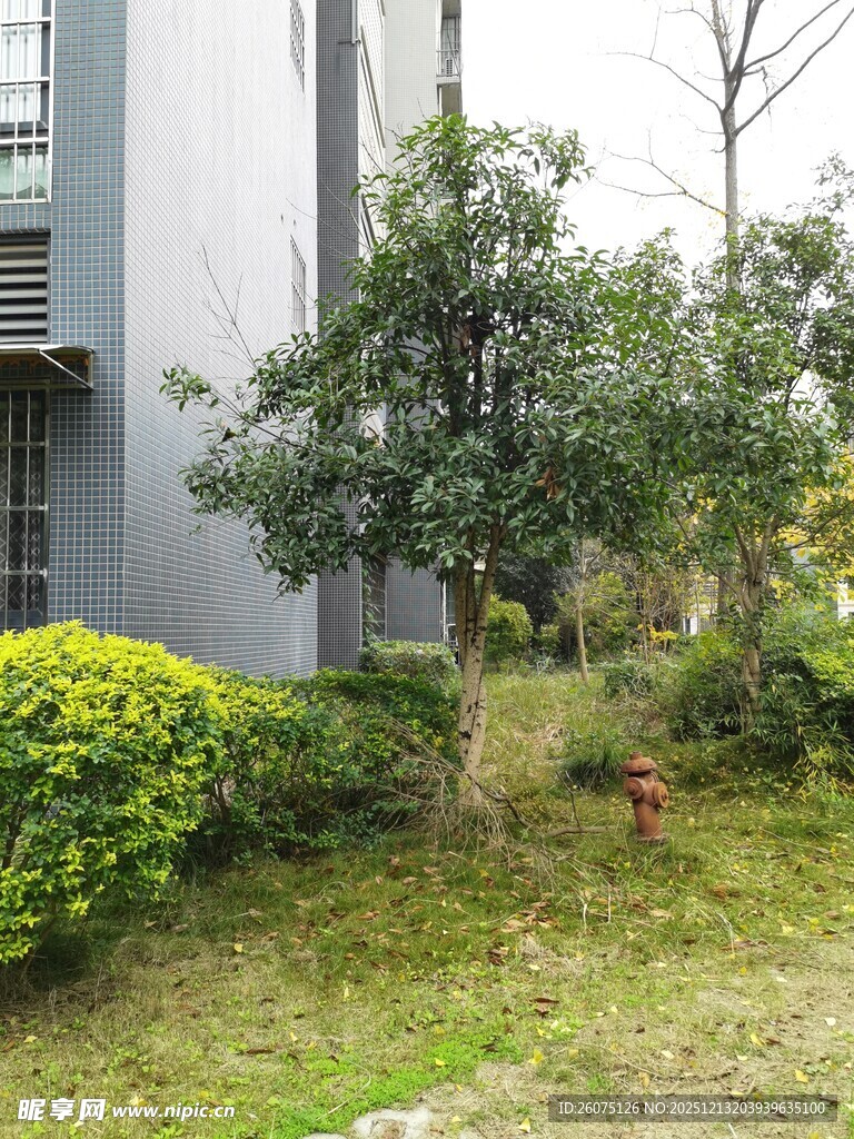 小区绿植景观一角