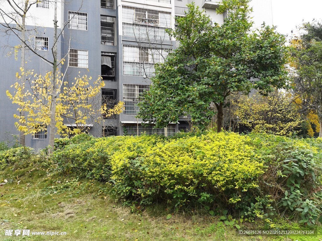 小区绿植环绕的居住环境