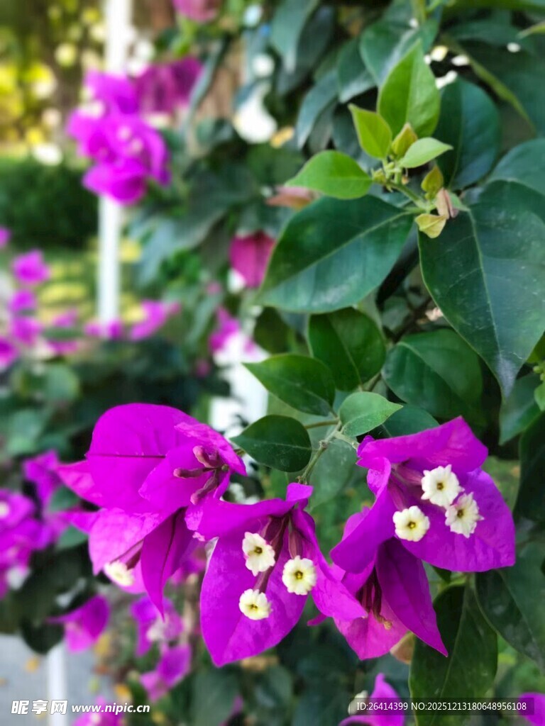 艳丽三角梅绽放