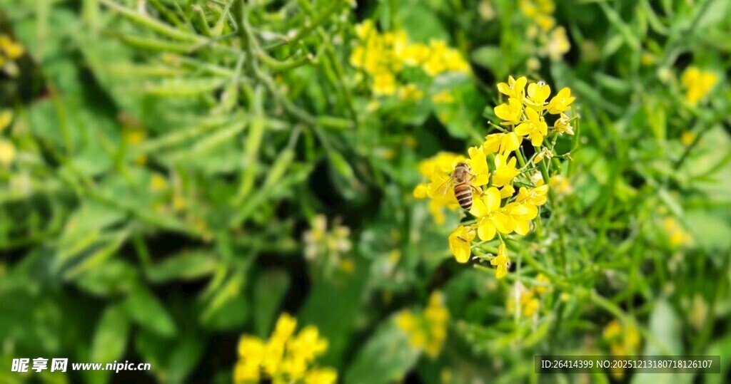 黄色小花绽于绿叶间